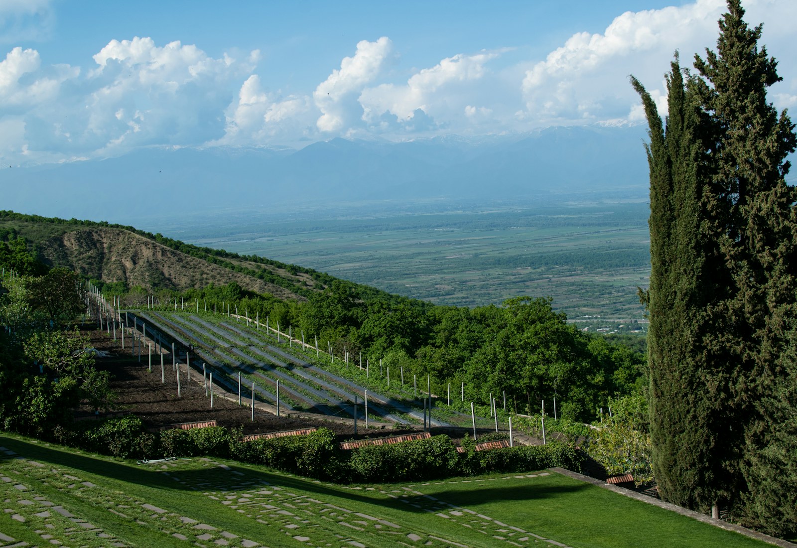 Vineyard rows on a green hillside beneath Georgia's Caucasus mountains